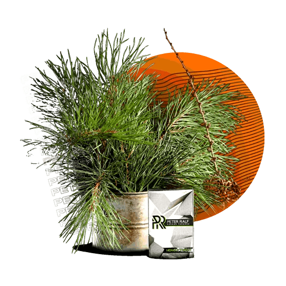 Табак Peter Ralf - Midnight Forest (Полуночный Лес, 50 грамм) купить в Перми